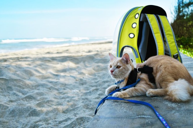 Gato relaxando na praia com mochila de transporte para pets