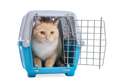 Cat training in transport carrier