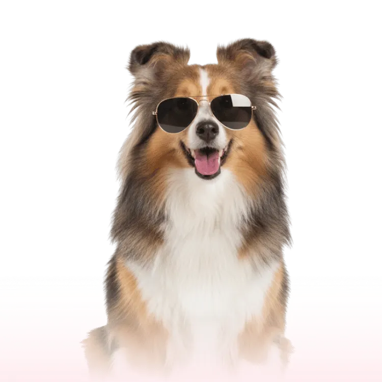 Atestado veterinário (nacional/internacional)