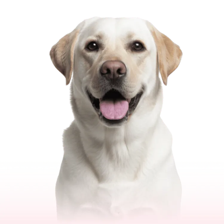 Laudos e exames obrigatórios