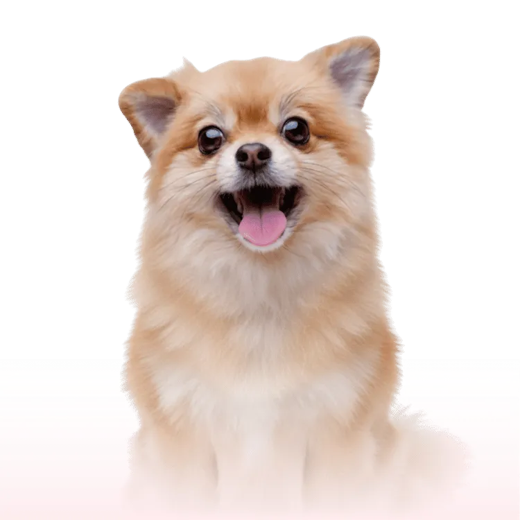 Documento para viagem de cachorro