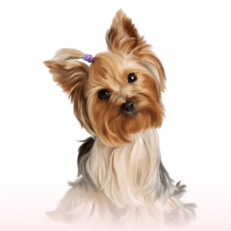 CVI – Certificado Internacional